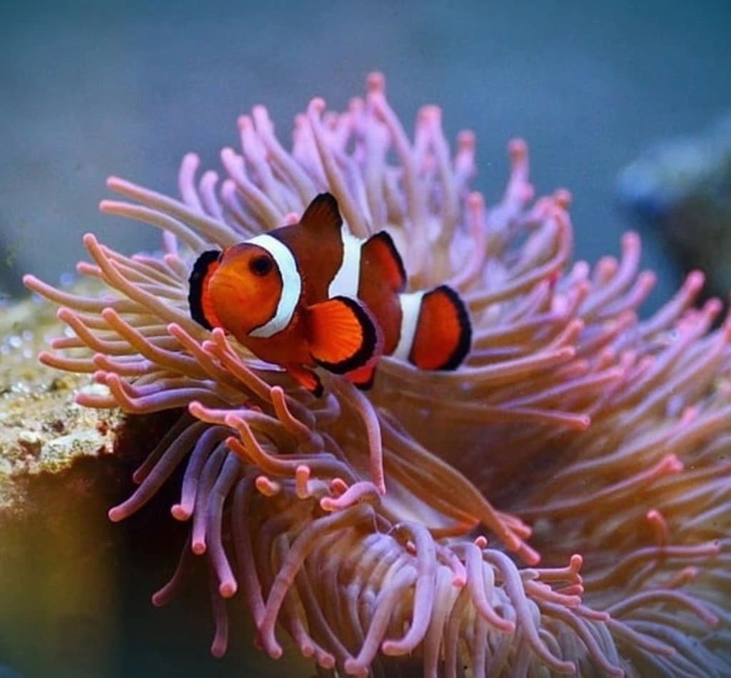 Ocean Conservancy